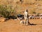 Cape ground squirrel standing in dry landscape