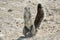 Cape ground squirrel standing in Namibian desert