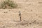 Cape ground squirrel standing, South Africa