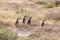 Cape ground squirrel standing, South Africa