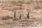 Cape ground squirrel standing, South Africa