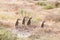 Cape ground squirrel standing, South Africa