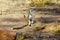 Cape ground squirrel Xerus inauris