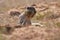 Cape ground squirrel xerus inauris