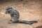 Cape ground squirrel (Xerus inauris).