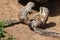 Cape ground squirrel (Xerus inauris).