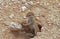 Cape Ground Squirrel, xerus inauris, Adult standing at Den Entrance, South Africa