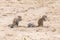 Cape Ground Squirrels, Xerus inauris, Kgalagadi Transfrontier Park, South Africa