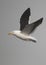 Cape Gull in flight