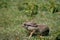 Cape Hare, lepus capensis