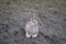 Cape Hare,  Lepus capensis at Leh, Jammu and Kashmi