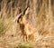 Cape Hare in long grass at Witsand in South Africa