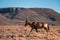 A Cape Hartebeest sigmoceros lichtensteinii in the Karoo, South Africa