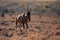 A Cape Hartebeest walking through the grass