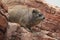 Cape hyrax