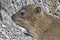 Cape hyrax close-up