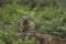 Cape hyrax Procavia capensis, Kraalkop Nature Reserve, North West, South Africa.