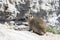 Cape Hyrax Rock Rabbit, Rock Hyrax, Dassie, Procavia capensis, Stony Point Nature Reserve, Beyy`s Bay, South Africa