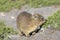 Cape Hyrax Rock Rabbit, Rock Hyrax, Dassie, Procavia capensis, Stony Point Nature Reserve, Beyy`s Bay, South Africa