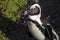 Cape jackass penguin and betty`s bay beach in South Africa on the Fynbos coastline