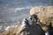 Cape jackass penguins and betty`s bay beach resting on a South African rock on the Fynbos coastline