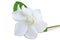 Cape jasmine flower on white background.