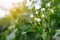 Cape jasmine on tree