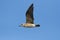 Cape Kelp Gull