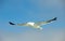 Cape (Kelp) Gull in flight