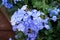 Cape leadwort flowers