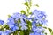 Cape leadwort, Leadwort. (Plumbago auriculata Lam.).