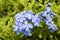 Cape leadwort (Plumbago auriculata Lam.).