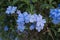 Cape leadwort; White plumbago; Plumbago