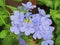 Cape leadwort, white plumbago or Plumbago auriculata Lam. Blooming bouquet surrounded by green leaves