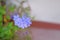 Cape leadwort, white plumbago or Plumbago auriculata Lam. Blossoming bouquet with green leaves