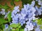 Cape leadwort, white plumbago or Plumbago auriculata Lam. Blossoming bouquet surrounded by green leaves