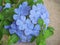 Cape leadwort, white plumbago or Plumbago auriculata Lam. flowers and leaves hanging down