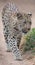 Cape leopard wildcat walking on a sandy path