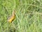 Cape Longclaw amongst wet grass