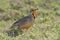 Cape Longclaw Bird