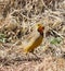 Cape Longclaw Macronyx capensis or orange-throated longclaw closeup standing in dry grass in South Africa