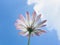 The Cape marguerite blooms with sky background.