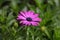 Cape marguerite (Dimorphotheca ecklonis)