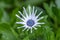 Cape marguerite Dimorphotheca ecklonis budding light blue flower