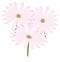 cape marigold flower vector illustration transparent background