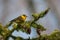 Cape May Warbler