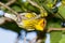 Cape May Warbler (Dendroica tigrina)