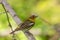 Cape May Warbler (Setophaga tigrina)
