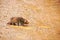 Cape mole-rat, South Africa