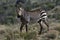 Cape Mountain Zebra